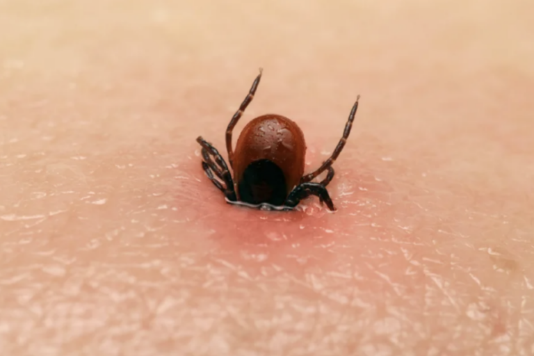 These 5 plants help against ticks: This is how garden owners protect themselves in a natural way